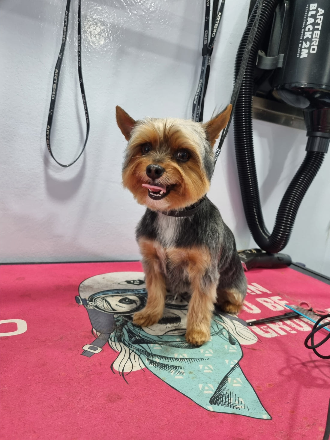 foto de un precios Yorkshire al acabar su corte de pelo