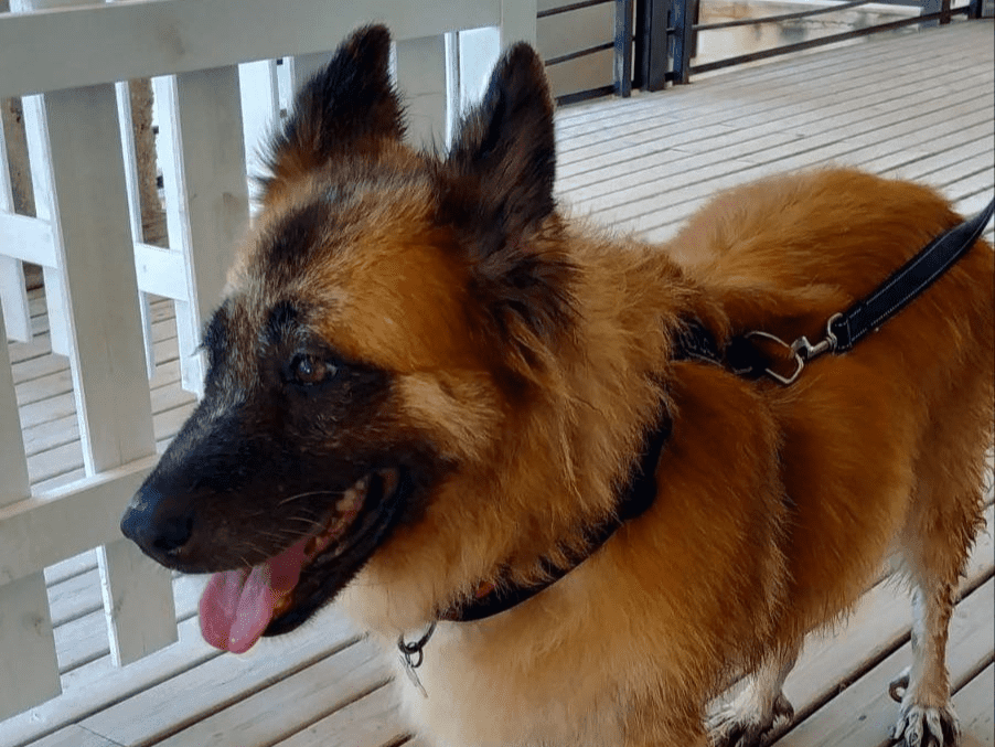 ¿Sabes a qué se debe el jadeo de los perros? - www.ilovedogwashorihuelacosta.com