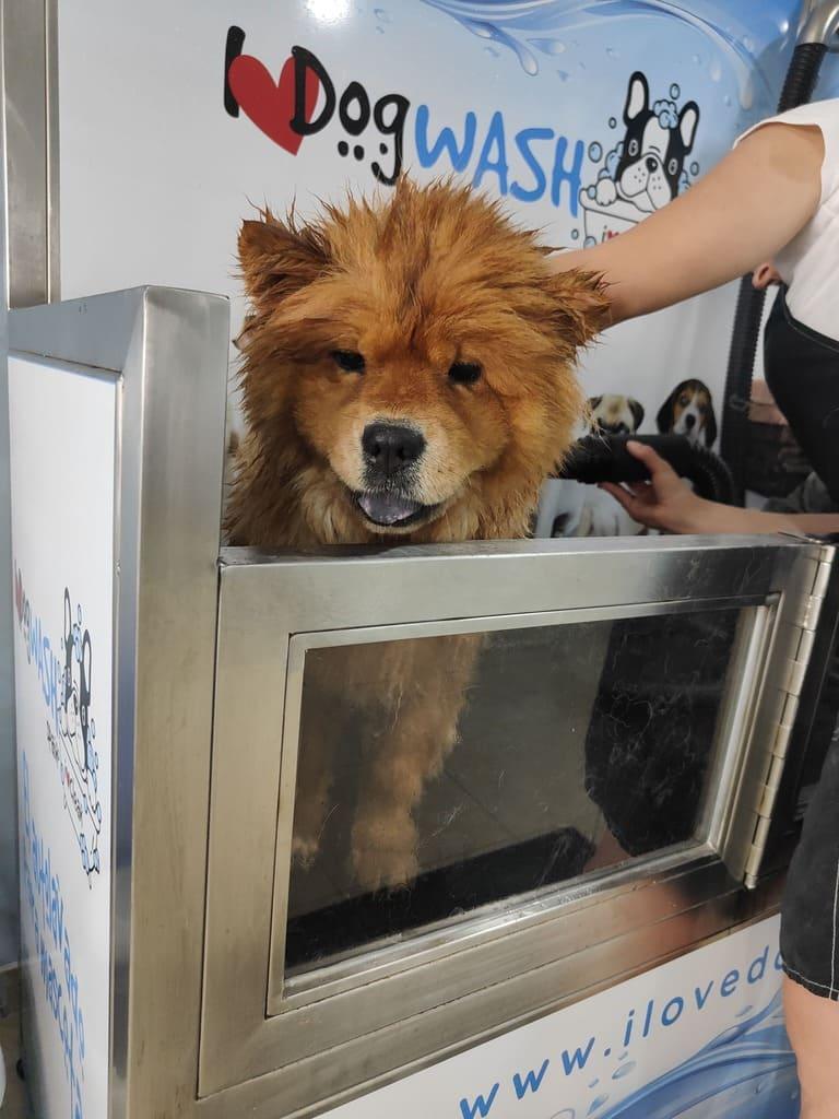 Servicio de peluquería canina - www.ilovedogwashorihuelacosta.com